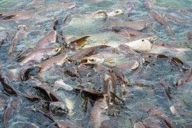 Tayland 'da, göl kenarındaki canlı köpekbalığı balıklarına yaklaş.