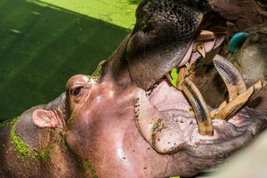 Tayland 'da Hippopotamus' un kafa resmi.