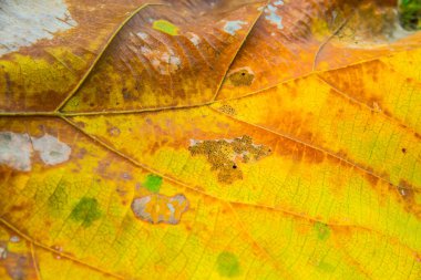 Tik yaprağını kapat, Tayland