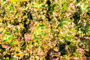 Red Frisee Marul Bahçede, Tayland.