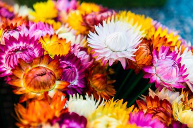 Taze Hasır Çiçeğinin Arkaplanı, Tayland.