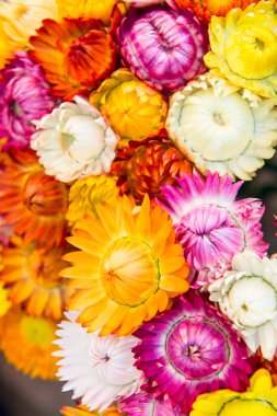 Taze Hasır Çiçeğinin Kapanışı, Tayland.