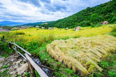 Pa Bong Piang Rice Terraces at Chiang Mai Province, Thailand.