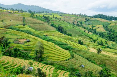 Pa Bong Piang Rice Terraces at Chiang Mai Province, Thailand.