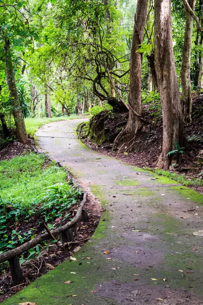 Tayland 'da milli parkta yürüyüş