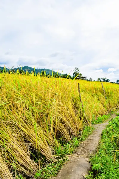 Pa Bong Piang Rice Terraces at Chiang Mai Province, Thailand.
