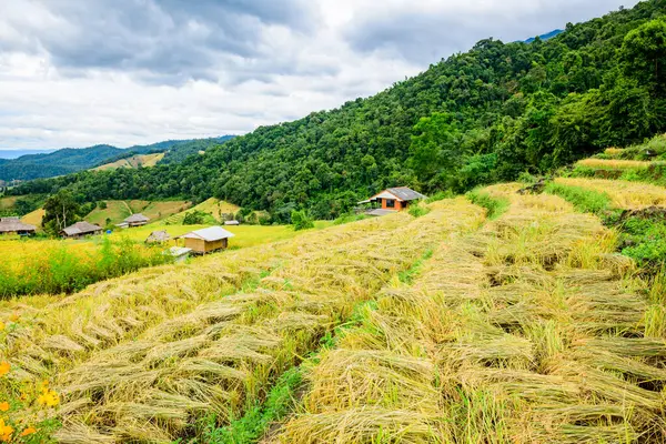 Pa Bong Piang Rice Terraces at Chiang Mai Province, Thailand.