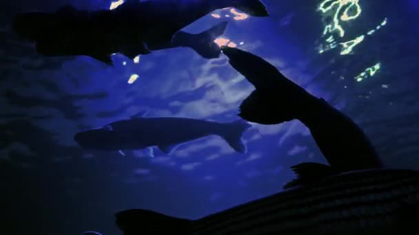 深海で泳ぐ魚のグループ — ストック動画