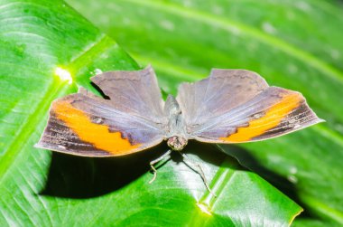 Black butterfly on green leaf, Thailand.