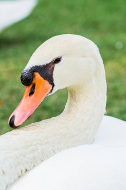 Beyaz kuğu portresi, Tayland