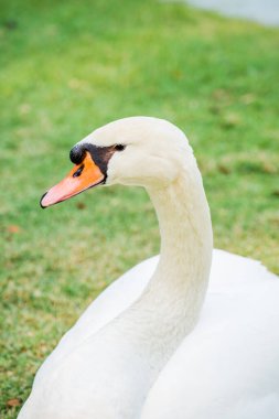 Beyaz kuğu portresi, Tayland