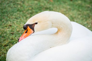 Beyaz kuğu portresi, Tayland