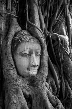 Tayland 'ın Ayuthaya ilinde Buda' nın başı.