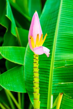 Ağaçta pembe muz çiçeği, Tayland.
