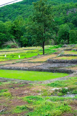 Tayland 'ın Chiangmai eyaletindeki dağda tarım alanı.