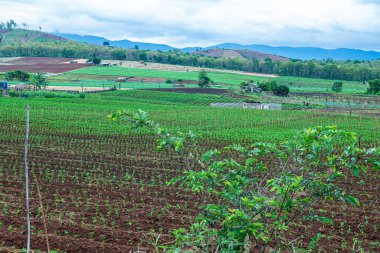 Chiang Mai, Tayland 'da Mae Chaem bölgesinin dağ manzaralı tarım alanı.
