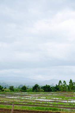 Chiang Mai, Tayland 'da Mae Chaem bölgesinin dağ manzaralı tarım alanı.