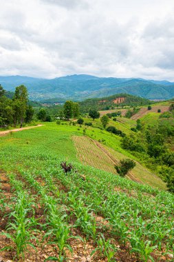 Chiang Mai, Tayland 'da Mae Chaem bölgesinin dağ manzaralı tarım alanı.