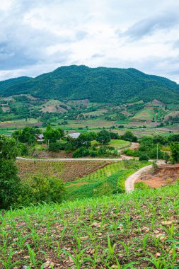 Chiang Mai, Tayland 'da Mae Chaem bölgesinin dağ manzaralı tarım alanı.