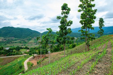 Chiang Mai, Tayland 'da Mae Chaem bölgesinin dağ manzaralı tarım alanı.