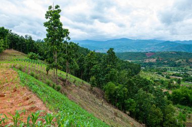 Chiang Mai, Tayland 'da Mae Chaem bölgesinin dağ manzaralı tarım alanı.