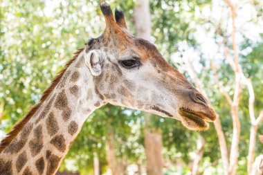 Zürafa, Tayland 'a yakın çekim.