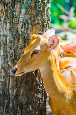 Tayland 'da Benekli Geyik Portresi.