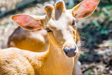 Tayland 'da Benekli Geyik Portresi.