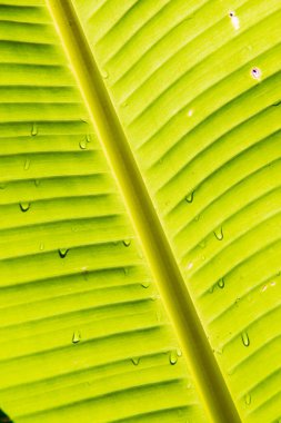 Musa 'nın muz yaprakları Swangpol ve Somana, Tayland.