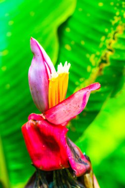 Musa Velutina Wendl ve Drude 'ın muz tomurcuğu, Tayland