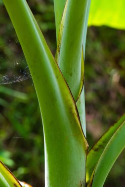Pa Ranong Muz Ağacı, Tayland.
