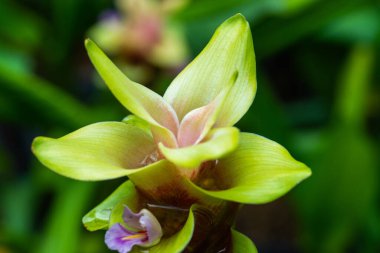 Doğal geçmişi olan Curcuma Alismatifolia çiçeği, Tayland.
