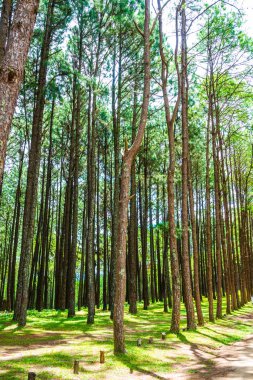Tayland 'daki Boa Keaw Silvikültürel Araştırma İstasyonu' ndaki Çam Tarlalarının manzarası.