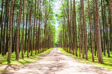 Tayland 'daki Boa Keaw Silvikültürel Araştırma İstasyonu' ndaki Çam Tarlalarının manzarası.
