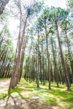 Tayland 'daki Boa Keaw Silvikültürel Araştırma İstasyonu' ndaki Çam Tarlalarının manzarası.