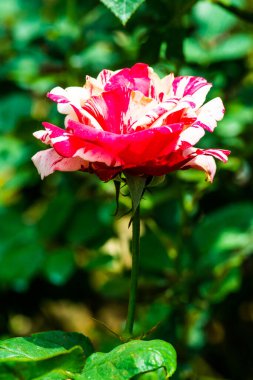 Soutine Rose veya Red and White Rose in Garden, Tayland.