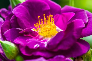 Hans Gonewein Rose veya Violet Rose in Garden, Tayland.