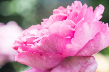 Yves Piaget Rose veya Pembe Gül Bahçede, Tayland.