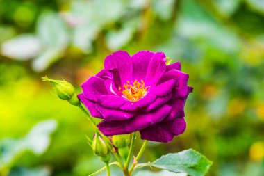 Midnight Blue Rose veya Dark Violet Rose in Garden, Tayland.
