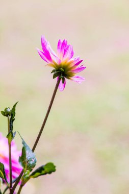 Pembe Dhalia Çiçeğinin Kapanışı, Tayland.