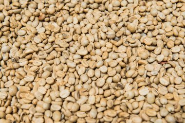 Taze Kahve Fasulyesi, Tayland.