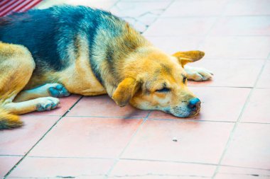 Tayland sosisi seramik zeminde, Tayland.