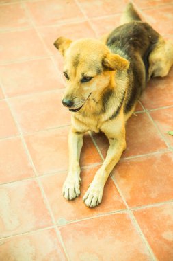 Tayland sosisi seramik zeminde, Tayland.
