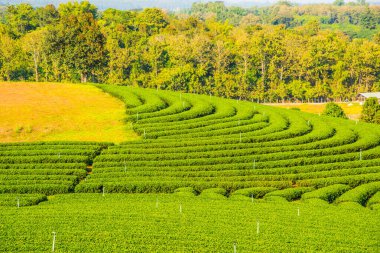 Tayland, Tayland 'da çay çiftliği