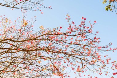 Chiangmai Eyaleti, Tayland 'daki Kiraz Çiçeği Parkı
