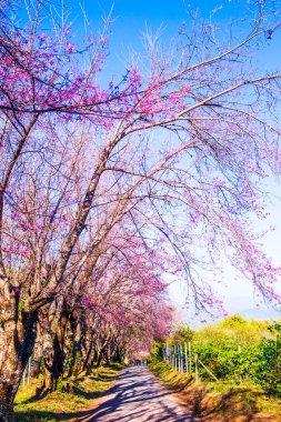 Chiangmai Eyaleti, Tayland 'daki Kiraz Çiçeği Parkı