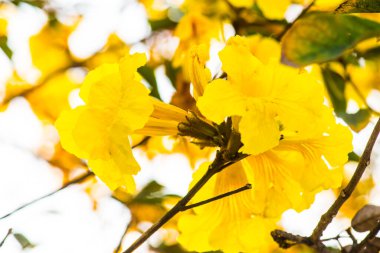 Cüce Altın Trompet çiçek Tayland, Tayland