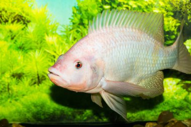 Kızıl tilapia balığı, Tayland