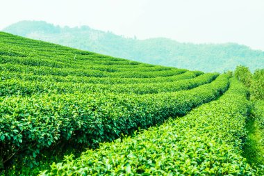 Tayland, Tayland 'da çay çiftliği