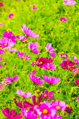 Kozmos tarlası çiçeği, Tayland